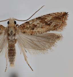   Bactra furfurana . © Loren Jones. Image used with permission.
